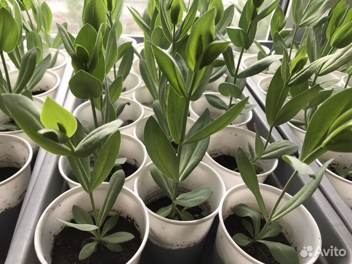 Рассада эустомы