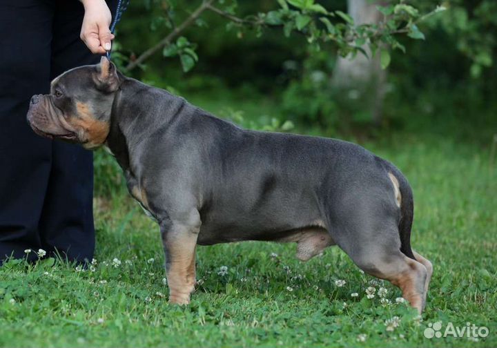 Американский булли вязка