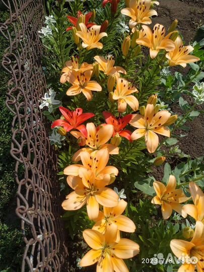 Тюльпаны, мускари,аквилегия, лилии луковицы