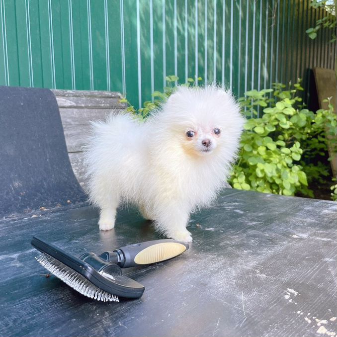 белый померанский шпиц Собаки и щенки🐕 породы Померанский шпиц