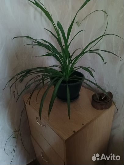 Хлорофиттум