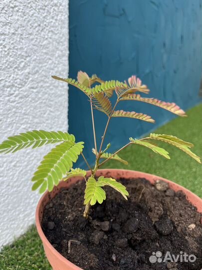 Альбиция ленкоранская