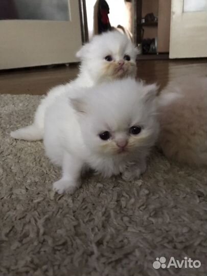 Котятки медвежатки
