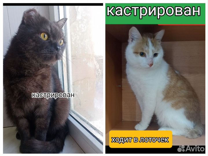 Котик ласковый ручной