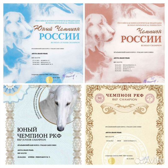 Щенки Кане Корсо