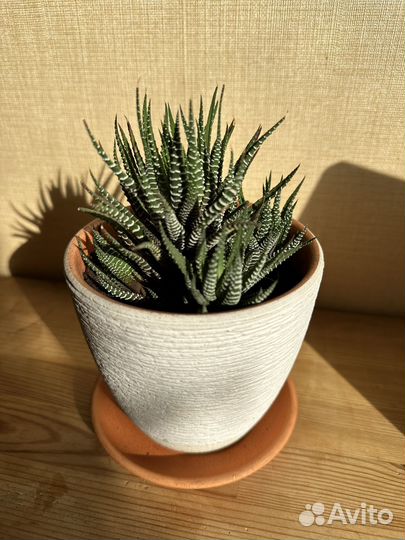 Хавортия полосатая