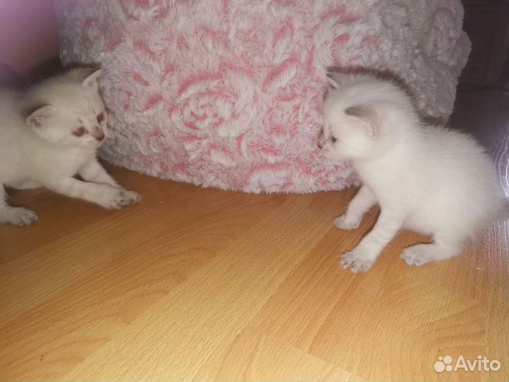 Запись на котят сил тебби поинт