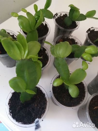 Рипсалидопсис