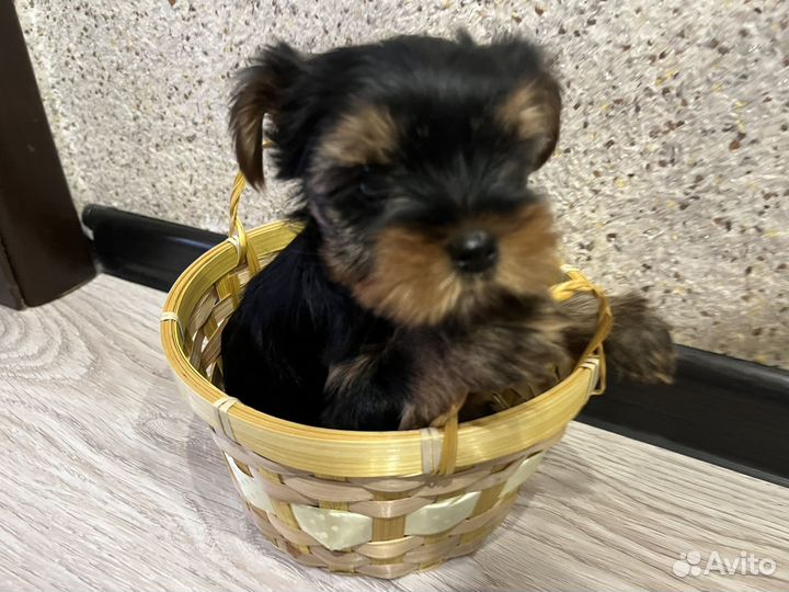 Родились 02.03.2025г щенки йорков(бронируем )