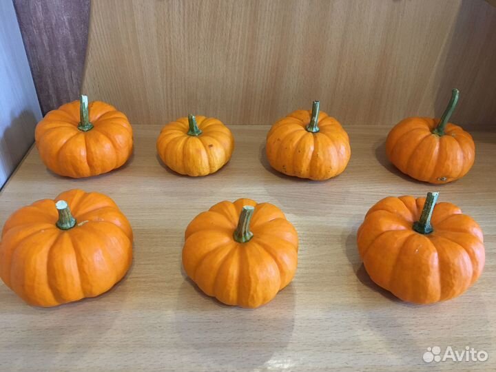 Декоративные тыковки Бэби бу оранжевые