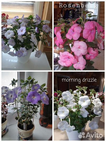 Ризомы ахименесов