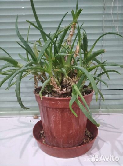 Алоэ столетник