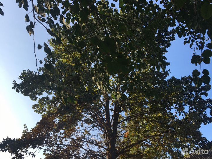Продам Дуб дерево