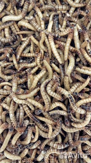 Замороженные к.о. сверчки, тараканы, мыши, крысы