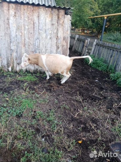 Телята бычки