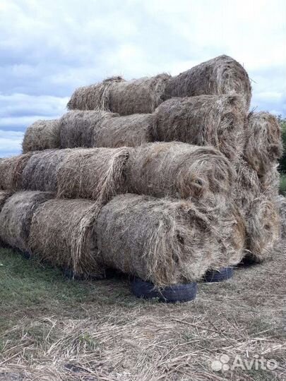 Сено в рулонах