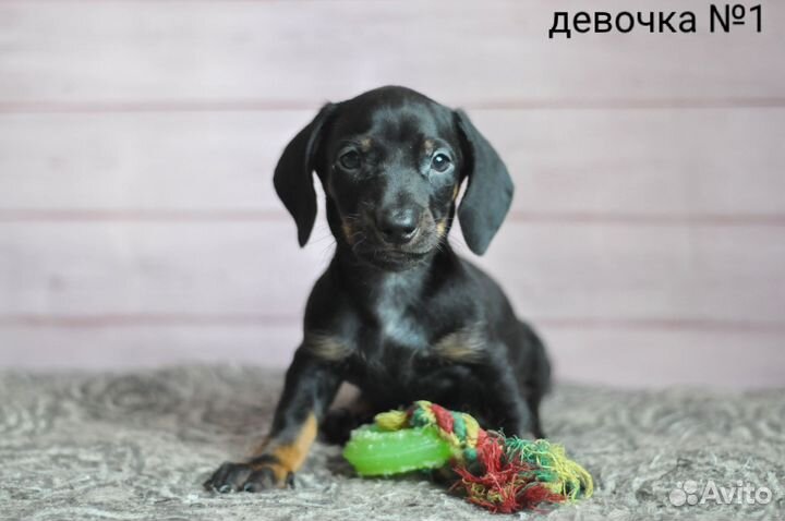 Таксята стандартные