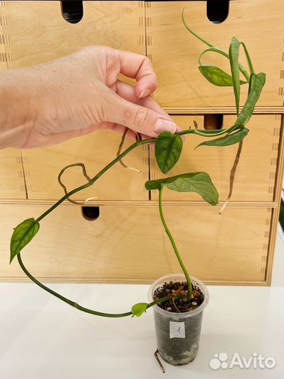 Монстера Сильтепекана