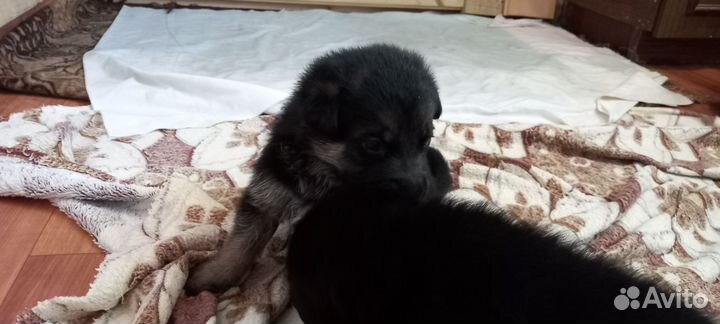 Продаю щенков немецкой овчарки