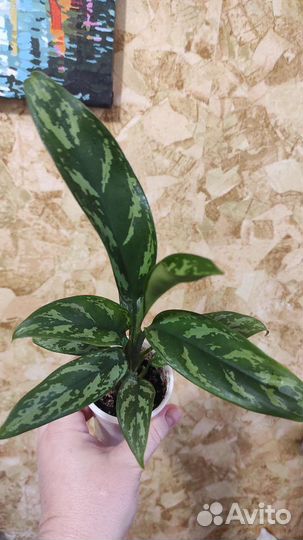 Комнатные растения