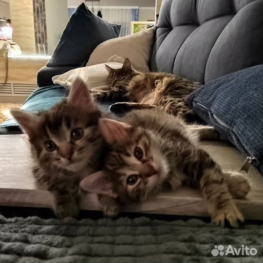 Продам котят