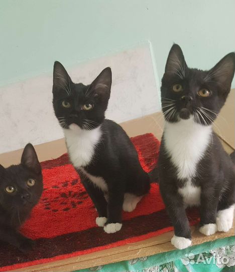 Котята 2мес