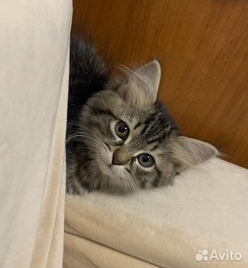 Котенок девочка в добрые руки