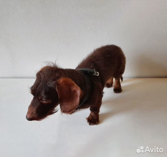 Ошейник-шлейка для собак и кошек