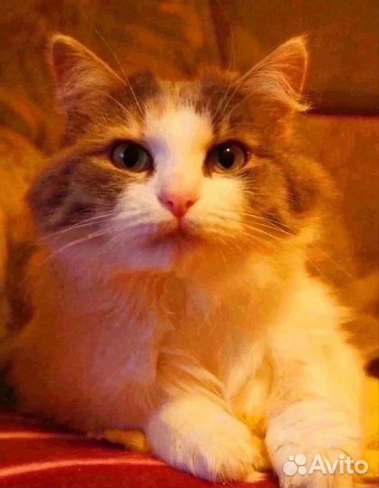 Кошка Эля, 1,5 года, стерилизована