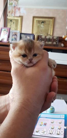 Продаётся кошечка британская золотая шиншилла