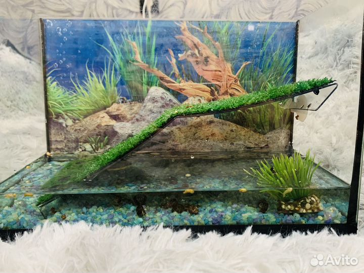 Черепаха с аквариумом