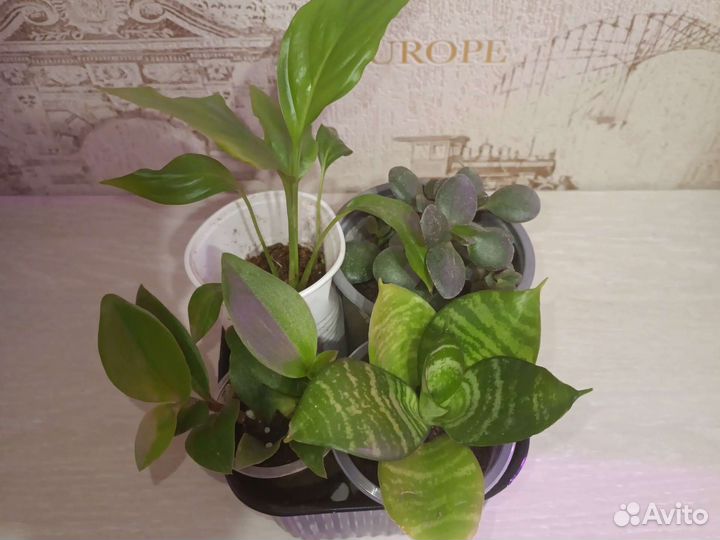 Микс растений