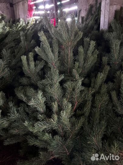 Елки (сосна) оптом