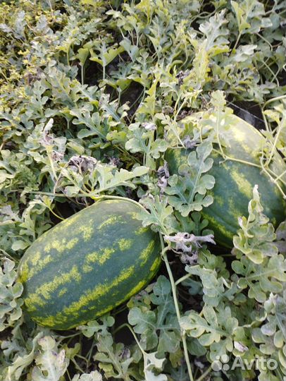 Арбуз оптом каристан