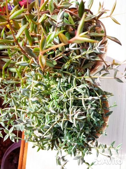 Набор суккулентов