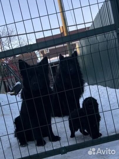 Щенки восточноевропейской овчарки черные