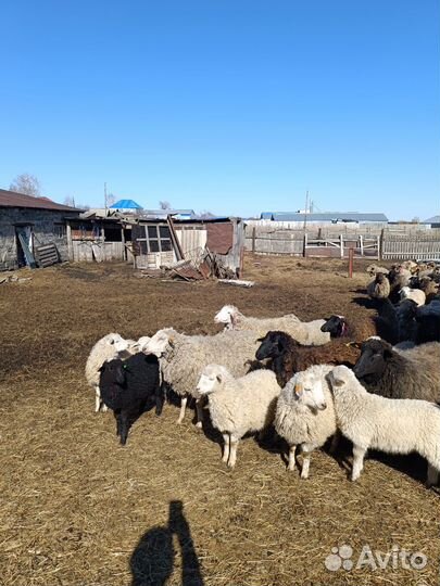 Ягнята, овцы, ярки, бараны