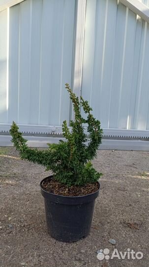 Редкие туи информация в описании