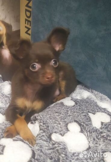 Мини той-терьер щенки