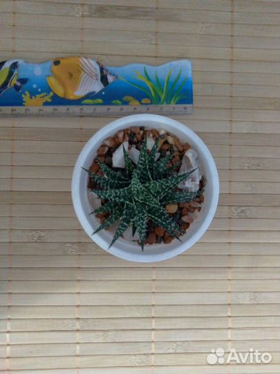 Растения суккуленты, алое, кактус