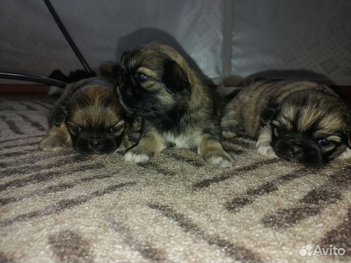Щенки пекинеса