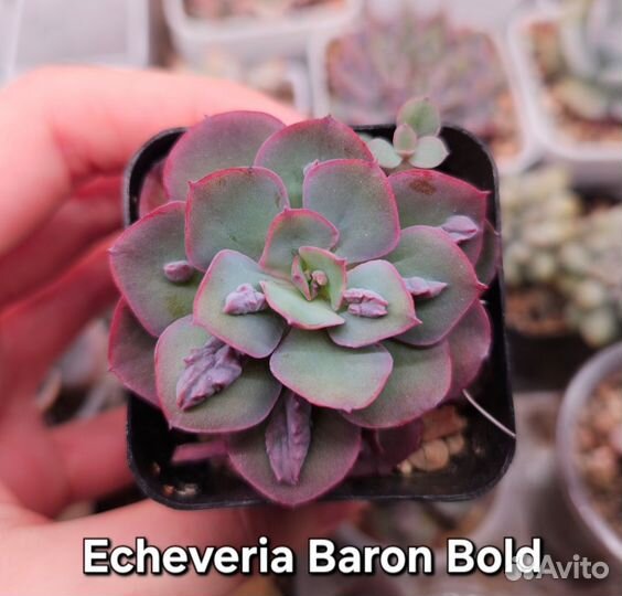 Суккуленты (5)