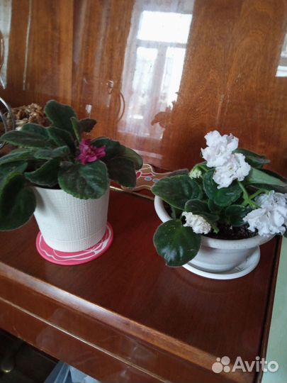 Фиалки сортовые цена за всё Бронь