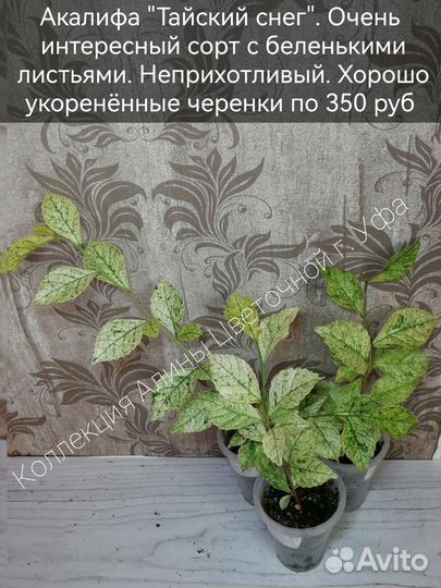 Фикусы, Хамедорея,Акалифы