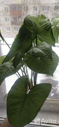 Сингониум Green Gold