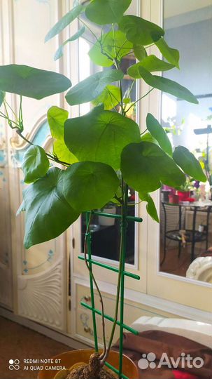 Пальма панданус взрослая и красивая и др