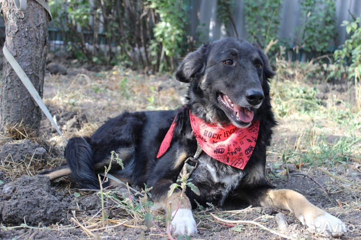 Мухтар в поисках дома