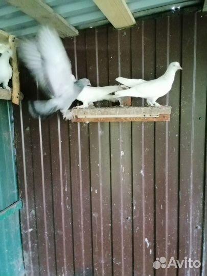 Продам белых голубей