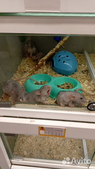 Крыса дамбо