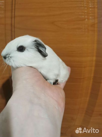 Морские свинки california